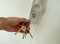 MEINL Stick & Brush - Keychain