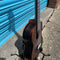 Tanglewood - Tenor 8 String Ukulele Ebony
