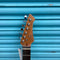 Northstar Pro Single Cut Electric Guitar in Red (Tele Inspired) NSP2NA