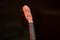 Ortega Earth Series Concert Ukulele Hokkaido Pumpkin Orange RUPUKI