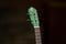 Ortega Earth Series Concert Ukulele Forest Green RUFOREST