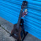 Tanglewood Tiare TWT19 Tenor Ukulele Inc. Padded Gig Bag